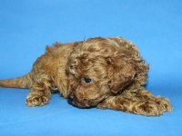 Tea Cup Toy Poodle Yavru