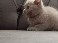 British shorthair 50 günlük lilak rengi