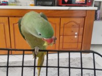 Jumbo boy evcil 8 aylık iskender papağanı
