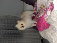 Dişi 6 aylık pomeranian