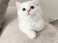 Maviş British Shorthair Kız