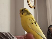 Konuşan muhabbet kuşu limon