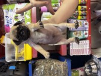 El Kadar Pug Köpekler Yeni Yuvasını Bekliyor