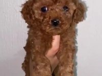 Toy Poodle Yavrular Irk Sağlık Garantili