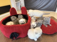 MEŞHUR KEDİCİDEN RENK RENK BRITISH YAVRULAR ANKARA