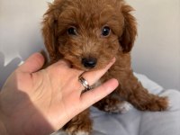 2 aylık 2 adet poodle erkek bebekler
