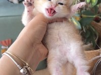 Golden british shorthair dişi ve erkek bebekler