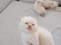 British longhair ve shorthair blue point