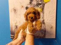 TÜY DÖKMEYEN MUHTEŞEM MALTİPOO BEBEKLER