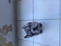 French bulldog Merle yavrularımız