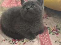 Kalan son british shorthair yavrumuz yuvasına gitmeye hazır