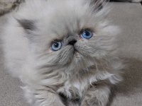 Flat Face Blue Point Persian Yavrular