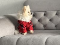 0 numara pomeranian dişi yetişkin