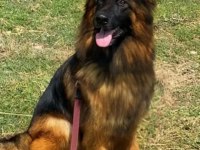 Show Alman Çoban Köpeği Yavrularımız