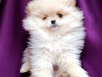 POMERANİAN BOO TEDDY FACE DİŞİ