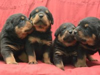 A Kaliteli Rottweiler Yavrularımız