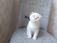 Scottish fold blue point erkek yavrumuz
