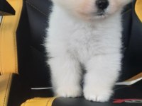 MİNİK TEDDY POMERANİAN BEBEĞİM