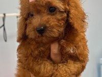 Kore toy poodle köpeği