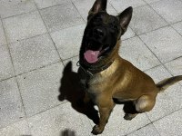 A kalite malinois belçika kurdu yavrular