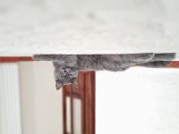 British shorthair kardeşler