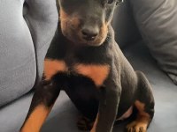 Estetikli Doberman Yavrular