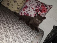 British shorthair yavru erkek