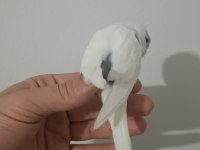 Ele kola alışık iri erkek yavru muhabbet kuşu