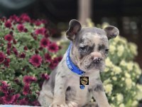 Özel renkler French Bulldog yavrularımız