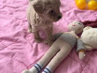 Cis eğitimli bebek Maltipoo