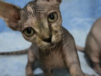 Kedimiz Naked Beauty Sphynx Cattery
