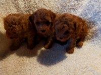 Ankaranın en seçkin redbrown toy poodle yavrularımız