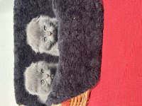 OYUNCU SCOTTİSH FOLD YAVRU KEDİLERİMİZ