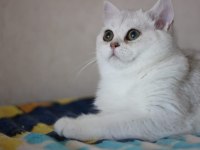 British Shorthair silver shadad yavrularımız