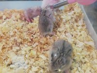 GONZALES, SURİYE HAMSTER VE PANDA MİCE