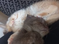 Scottish Fold Sahiplendirme