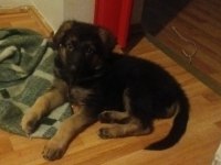 2 Aylık Dişi Alman Çoban Köpeği