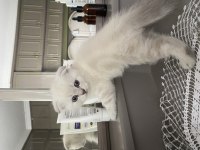 Scottish fold shorthair 45 günlük beyaz