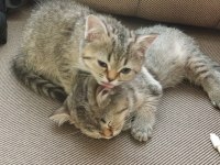 British shorthair 4 adet