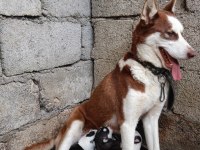 Husky yavrularım