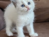 Secereli Ragdoll Yavrular