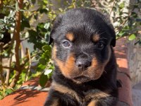 A şecere rottweiler yavruları
