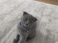 45 günlük yavru scottish fold