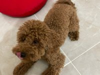 10 AYLIK WC EĞİTİMLİ SHOW KALİTE RED BROWN TOY POODLE
