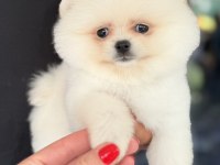 Biblo Dişi Karbeyaz Pomeranian Boo
