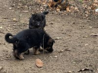 Üst seviye alman çoban köpeği yavrular