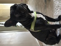 1.5 YAŞINDA FULL EĞİTİMLİ FRENCH BULLDOG EV KÖPEĞİ