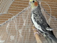 ERKEK BEBEK SULTAN PAPAĞANI