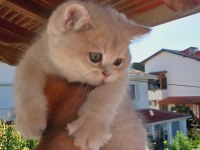British Shorthair Erkek 2,5 Aylık