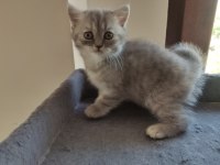Yavru cins kedimiz uygun puanlı